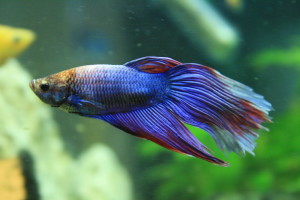 betta-fish-9feb15