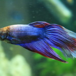 Joey Sleeps with the Fishes